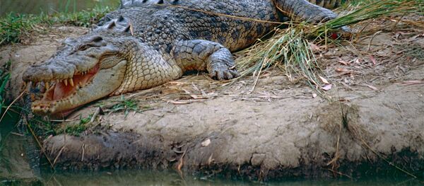 تمساح المياه المالحة تمساح المياه المالحة - سبوتنيك عربي