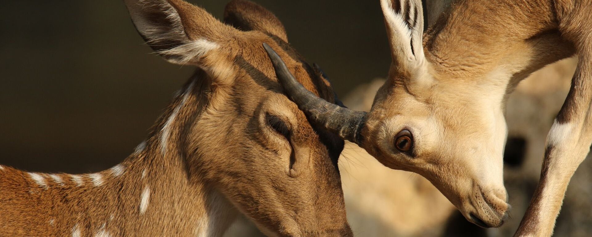 غزلان - سبوتنيك عربي, 1920, 09.02.2022