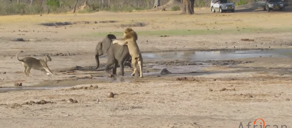  أسود ينصبون كمينا لفيل ولا يتركون له فرصة للنجاة - سبوتنيك عربي