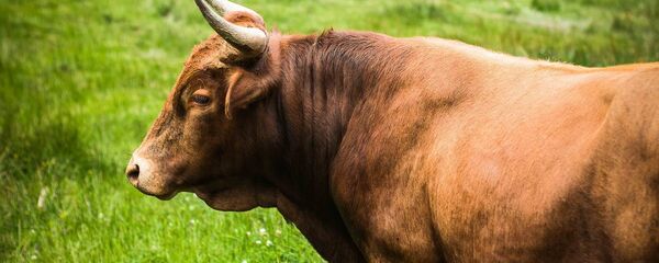 ثور - سبوتنيك عربي