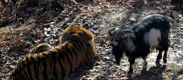الماعز تيمور و النمر آمور  - سبوتنيك عربي