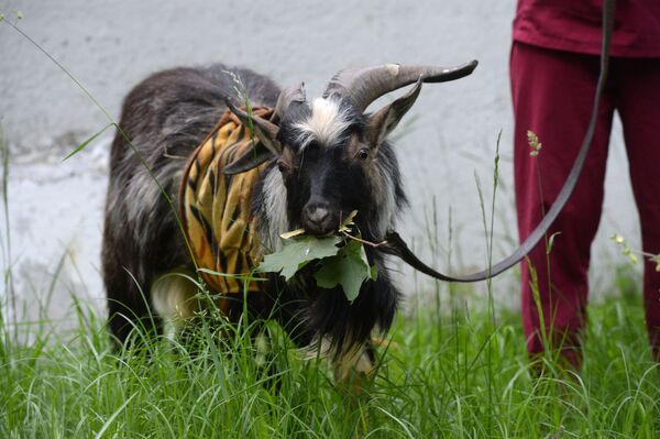 وفاة الماعز تيمور بعد صداقة جمعته مع النمر آمور.. فيديو - سبوتنيك عربي