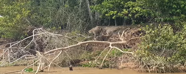 ثعالب الماء تهاجم نمرا أمريكيا بعد أن سرق صغيرهم - سبوتنيك عربي