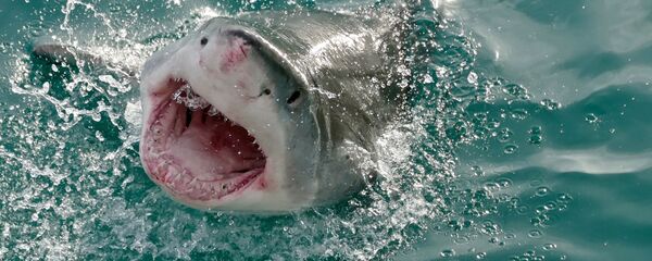 سمكة القرش البيضاء العملاقة - سبوتنيك عربي