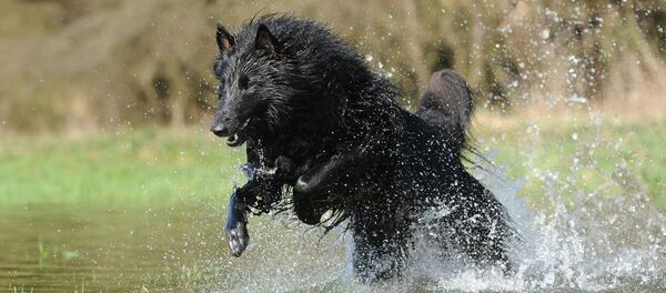 كلب الراعي البلجيكي - سبوتنيك عربي