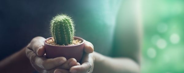 صبار - سبوتنيك عربي