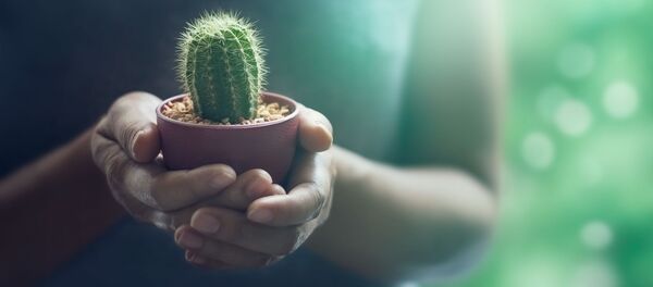 صبار - سبوتنيك عربي