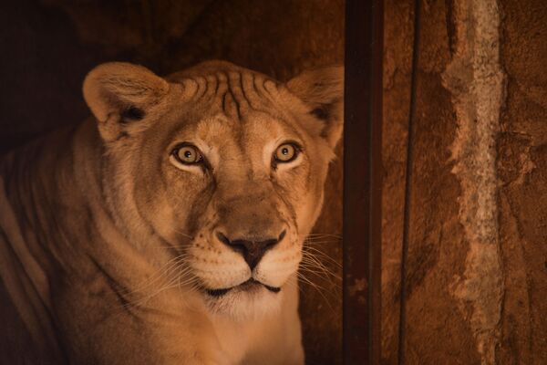 بالفيديو والصور... شاب سوري يحيل منزله حديقة لأندر الحيوانات المفترسة في العالم - سبوتنيك عربي