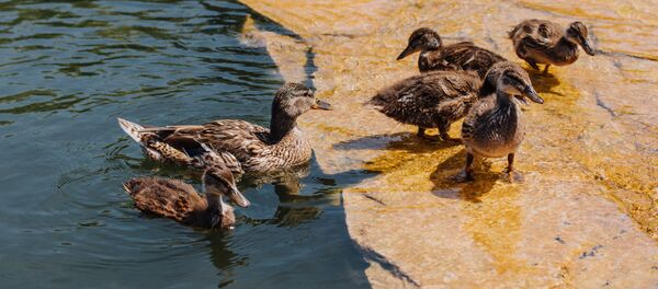 البط - سبوتنيك عربي