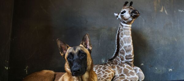 الكلب هانتر وصغير الزرافة - سبوتنيك عربي