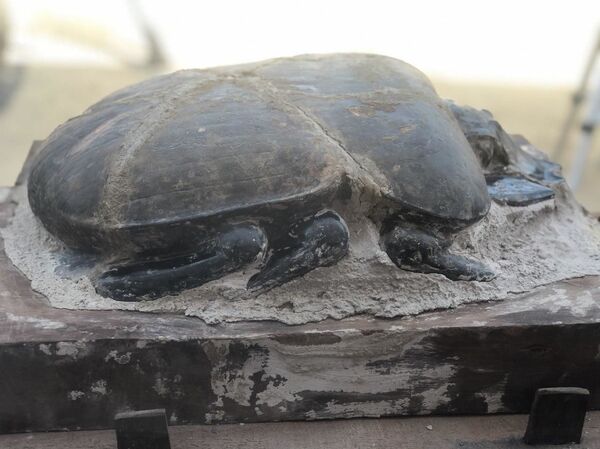 الكشف عن طيور وحيوانات مقدسة تعود لأكثر من 4000 عام... صور - سبوتنيك عربي