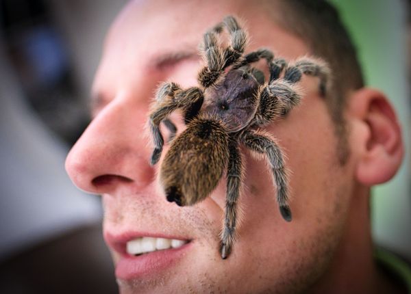 عنكبوت ضخم تارانتولا التشيلية (Grammostola rosea) على وجه زائر في معرض العناكب والحشرات العملاقة في هانوفر، شمال ألمانيا، 23 نوفمبر 2019 - سبوتنيك عربي