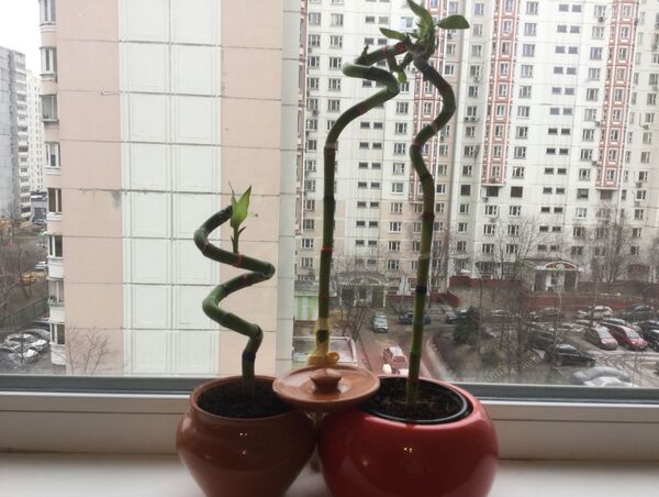 تجلب الحظ والمال والحب لكن بأعداد محددة...أسطورة نبتة البامبو - سبوتنيك عربي