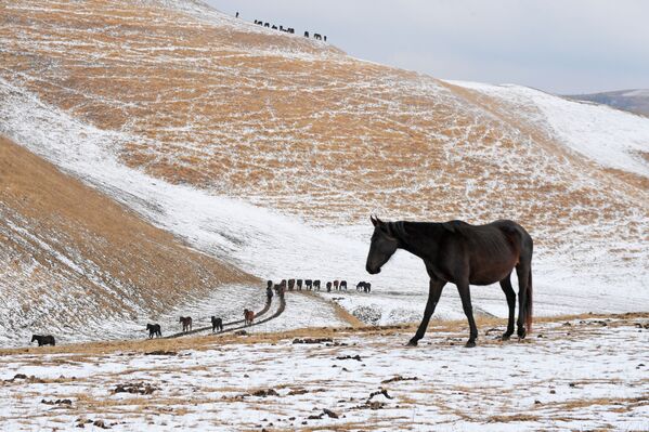 الخيول في نادي الفروسية غون في قرية كراسني كورغان - سبوتنيك عربي