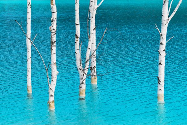 أشجار البتولا في المياه الزرقاء بالقرب من محطة الطاقة الكهربائية رقم 5 في نوفوسيبيرسك - سبوتنيك عربي