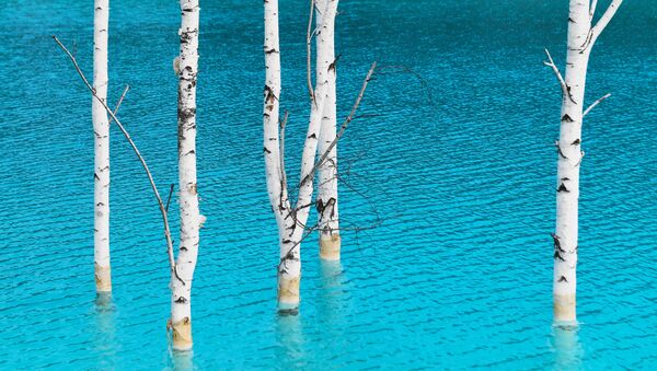 أشجار البتولا في المياه الزرقاء   - سبوتنيك عربي