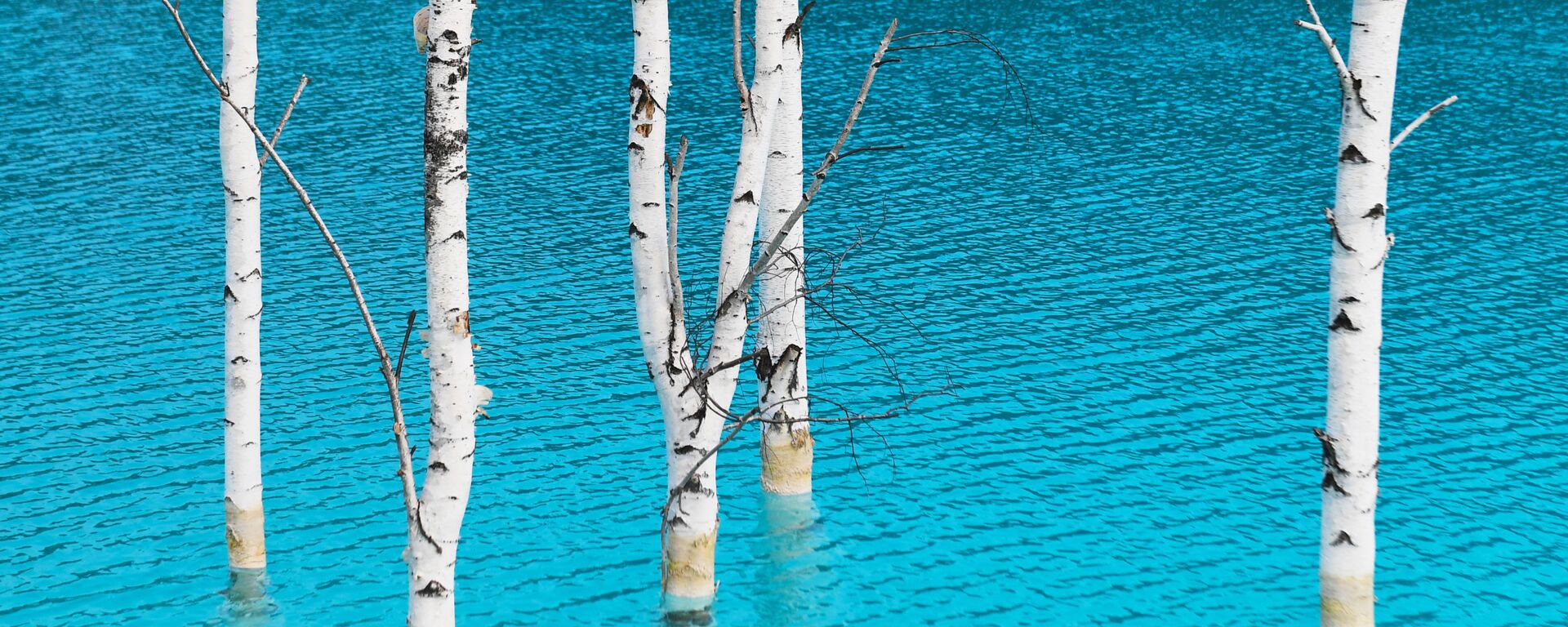 أشجار البتولا في المياه الزرقاء   - سبوتنيك عربي, 1920, 16.04.2021