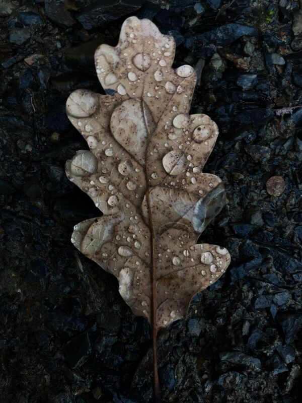 ورقة البلوط مغطاة بقطرات الماء، شبه جزيرة القرم. - سبوتنيك عربي