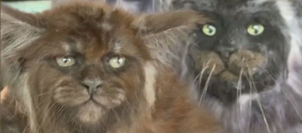 عالمة روسية تنجح في تطوير نوع جديد من القطط يشبه الإنسان - سبوتنيك عربي