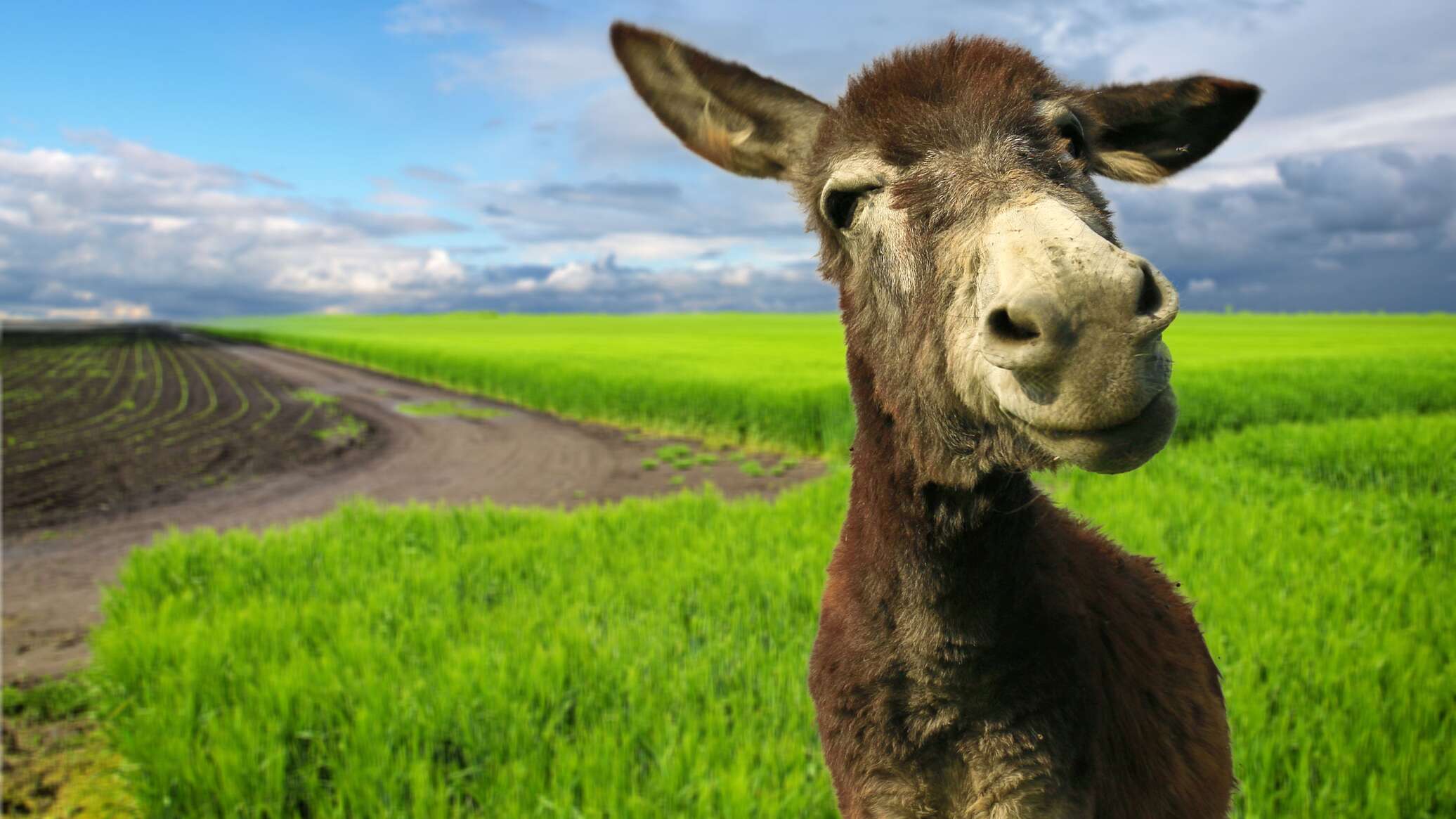 حماران في بريطانيا يدخلان موسوعة "غينيس" بسبب حجمهما الاستثنائي