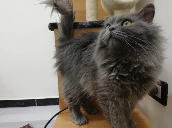 أول فندق خاص للقطط في سوريا...صور وفيديو - سبوتنيك عربي