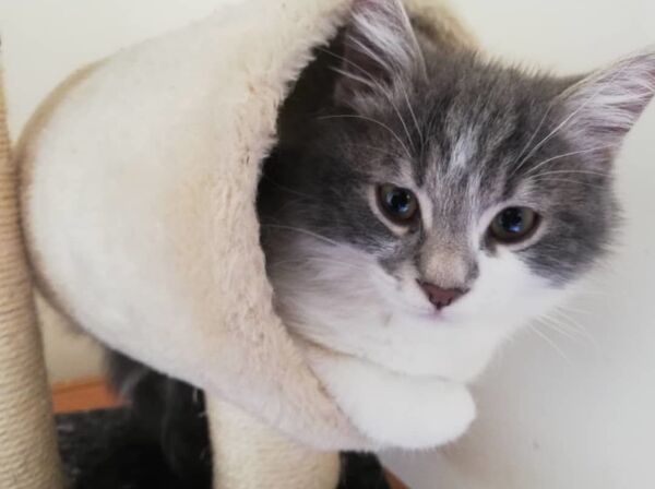 أول فندق خاص للقطط في سوريا...صور وفيديو - سبوتنيك عربي