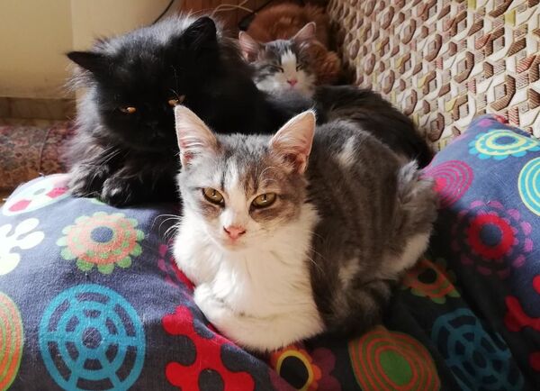 أول فندق خاص للقطط في سوريا...صور وفيديو - سبوتنيك عربي