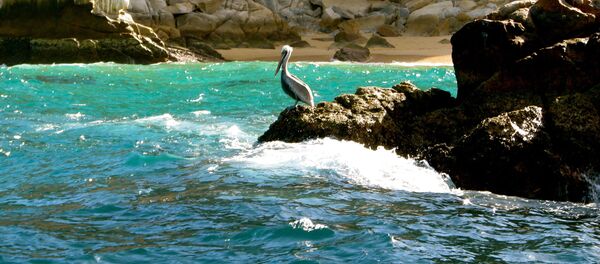 شواطئ بحر كورتيس، المكسيك - سبوتنيك عربي