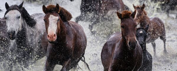 خيول في منغوليا، 19 أغسطس 2019 - سبوتنيك عربي