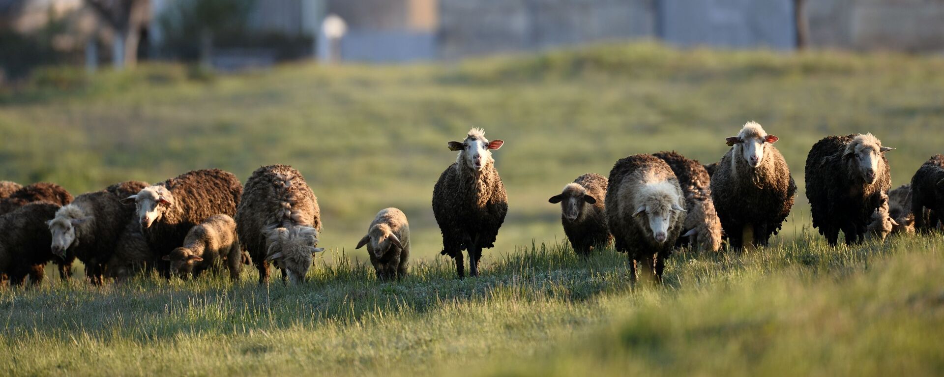 أغنام بالقرب من الصخرة البيضاء في القرم 3 مايو 2019 - سبوتنيك عربي, 1920, 20.03.2025