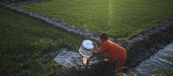 زراعة الأرز في الدلتا المصرية - سبوتنيك عربي