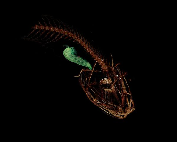 وحوش تعيش في أعمق نقطة على سطح الأرض... صور - سبوتنيك عربي