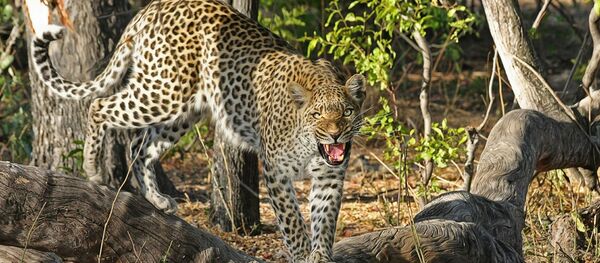 قرد يطرد فهدا حاول افتراسه والأخير يقع من الشجرة خوفا - سبوتنيك عربي