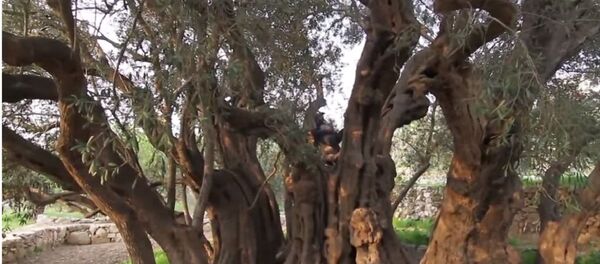 أقدم شجرة زيتون في العالم - سبوتنيك عربي