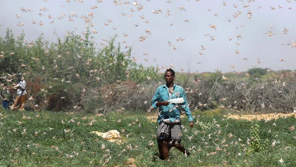 مزارع صومالي أثناء غزو الجراد بالقرب من بلدة دوسمارب، 21 ديسمبر 2019 - سبوتنيك عربي