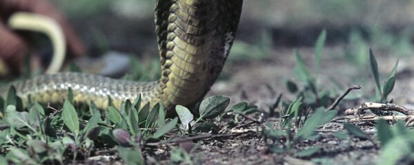 كوبرا كوبرا - سبوتنيك عربي