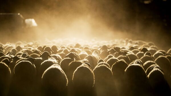 قطيع من الأغنام يتجه إلى المراعي على طول أحد شوارع القرية بالقرب من بحيرة سيفان في أرمينيا، 14 أكتوبر 2019 - سبوتنيك عربي