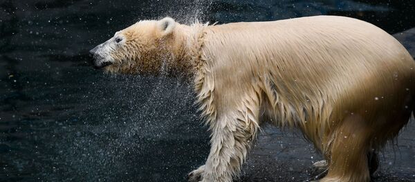 دب قطبي في حديقة حيوانات نوفوسيبيرسك الروسية في يوم اليقطين، 26 أكتوبر 2019 - سبوتنيك عربي