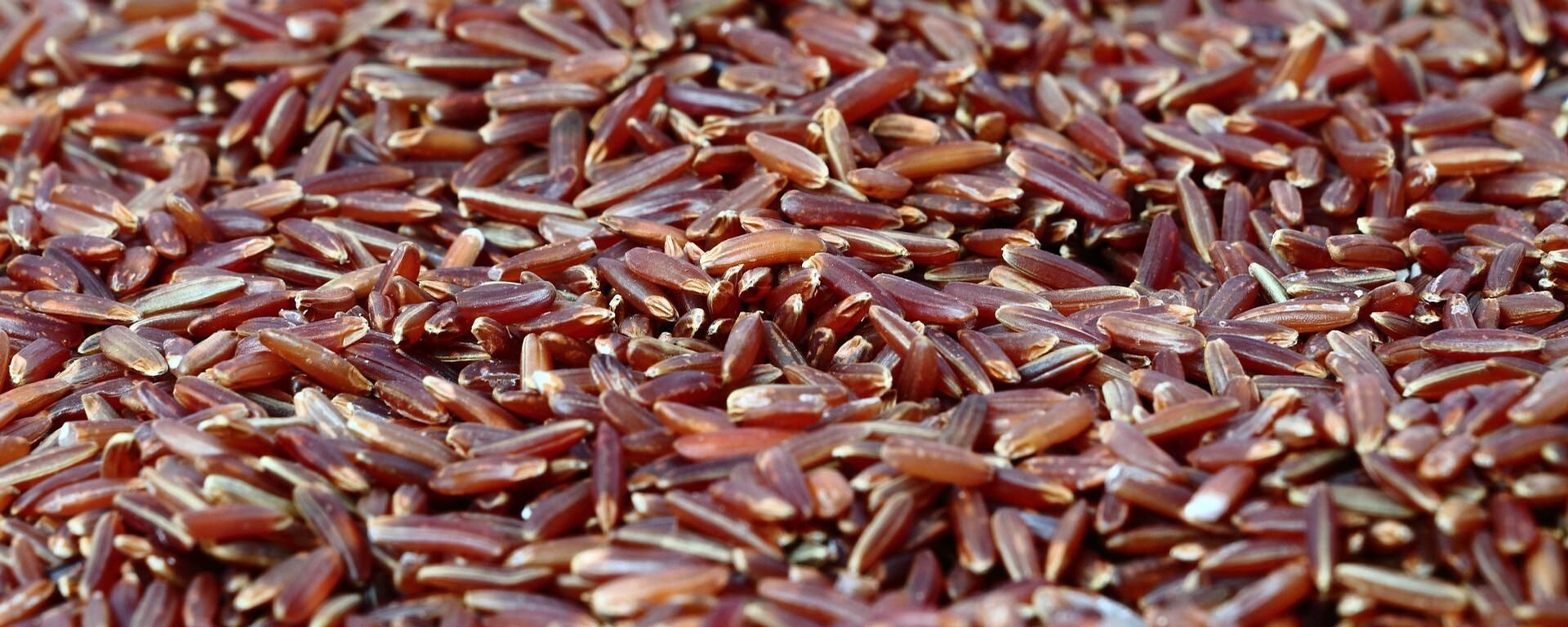 أرز أحمر - سبوتنيك عربي, 1920, 09.07.2025