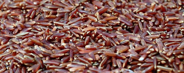 أرز أحمر - سبوتنيك عربي