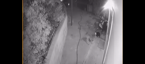 قط صغير شجاع يتحدى 3 ذئاب - سبوتنيك عربي