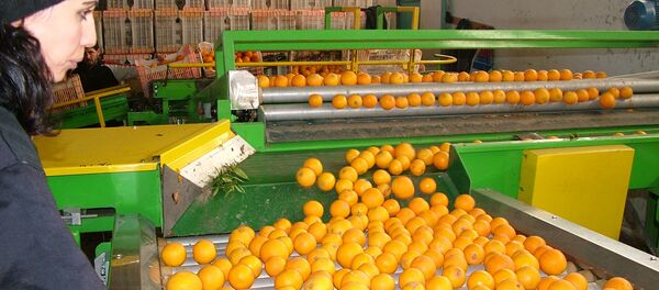 حمضيات سوريا - سبوتنيك عربي