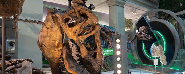 حفرية ديناصور - سبوتنيك عربي