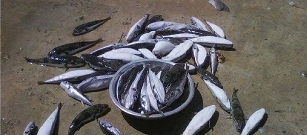 سمكة الأرنب ليبيا - سبوتنيك عربي