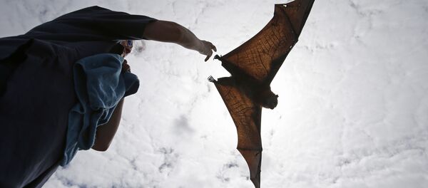 ثعلب طائر أو خفاش الثمار - سبوتنيك عربي