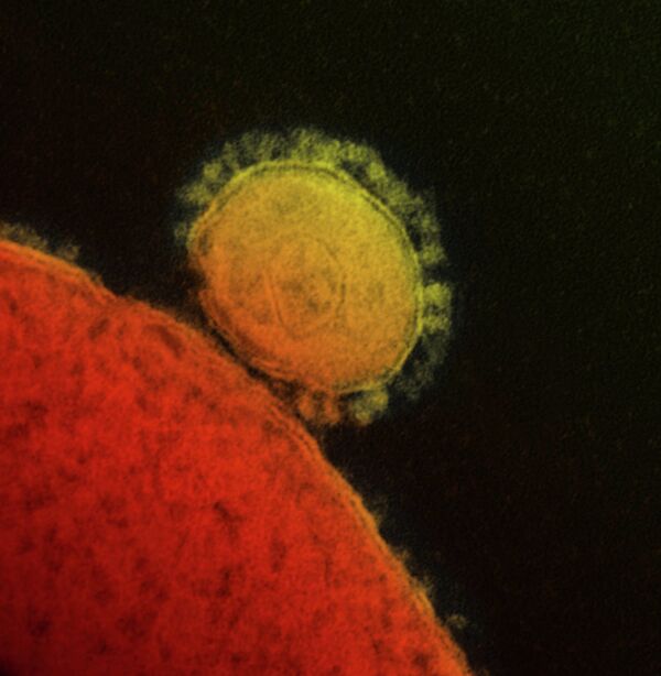ليس فقط كورونا...الأمراض التي انتقلت من الحيوانات إلى البشر ليس فقط كورونا...الأمراض التي انتقلت من الحيوانات إلى البشر - سبوتنيك عربي