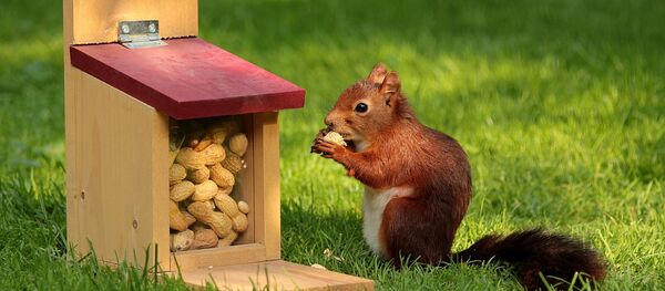 الفول السوداني الفول السوداني - سبوتنيك عربي