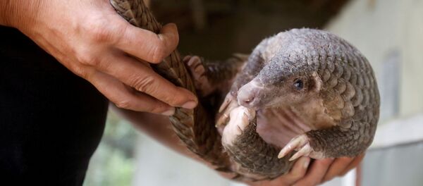آكل النمل الحرشفي - سبوتنيك عربي