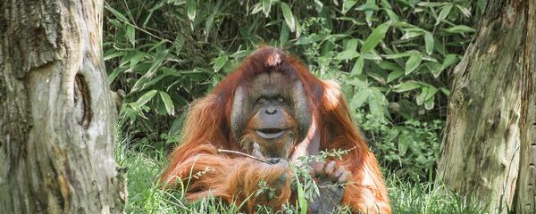 قرد الأورانجوتان - سبوتنيك عربي