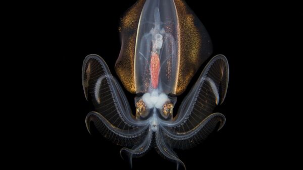 صورة بعنوان حلم الليل في المحيط، من سلسلة غالاكسي تحت الماء من قبل المصور الصيني المحترف سونغدا تشاي، مُدرجة في القائمة القصيرة لجائزة سوني العالمية للتصوير 2020 في فئة العالم الطبيعي والحياة البرية - سبوتنيك عربي